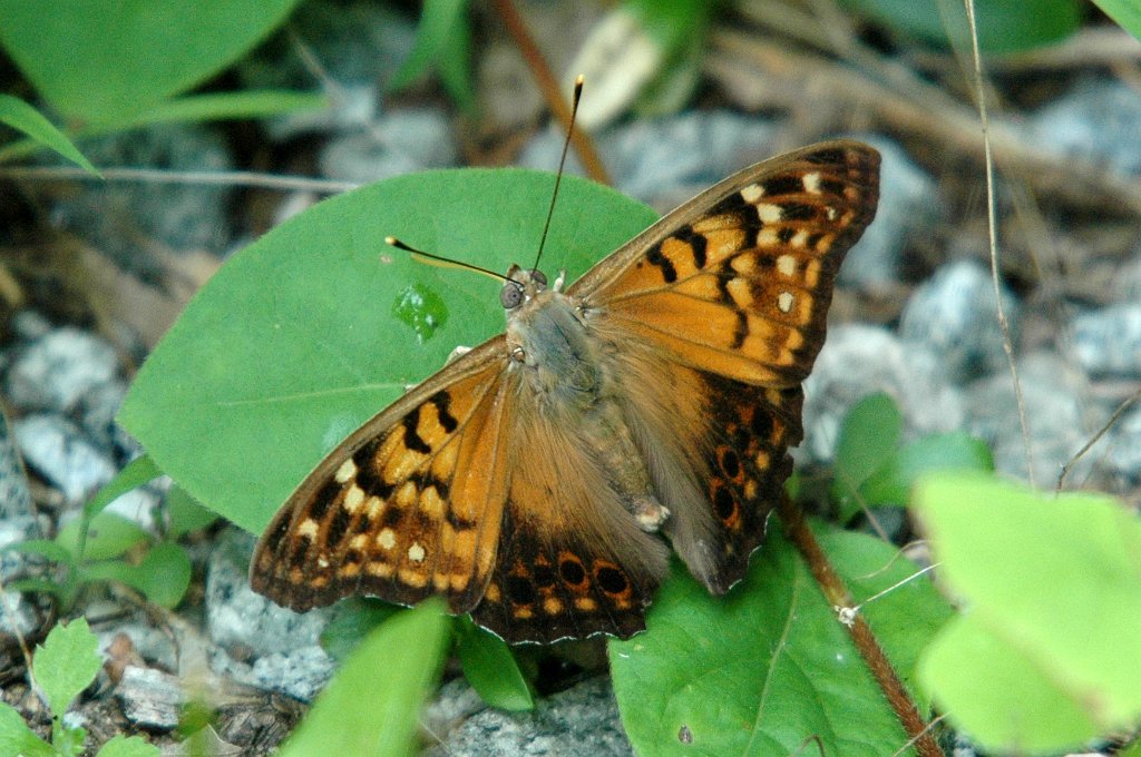 175 Tawny Emperor 2004-07232149b.JPG - Tawny Emperor Butterfly (Asterocampa clyton). McKinney NWR, CT, 7-23-2004